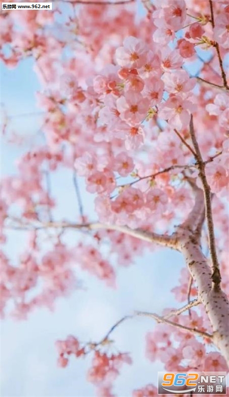 樱花手机壁纸高清唯美