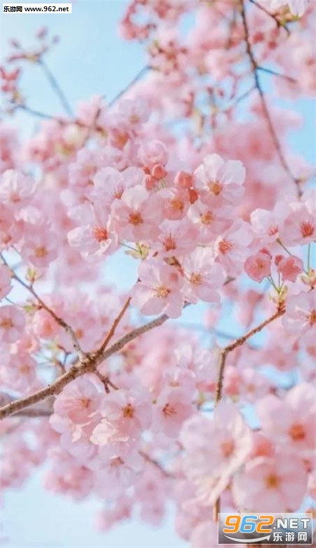 樱花手机壁纸高清唯美