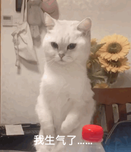 我生气了表情包猫 我生气了表情包猫