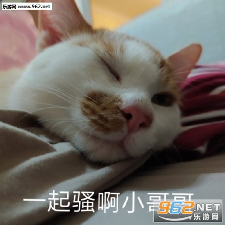 ���Ǹ�Ŷ�������ͼ2