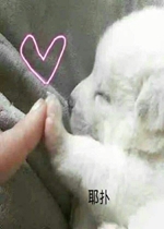 ��ɹ�ʶ�����