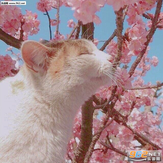 ������������Ȧ����ͼƬ��ͼ1