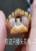 ����ֻ��ͷ�ڹ�����