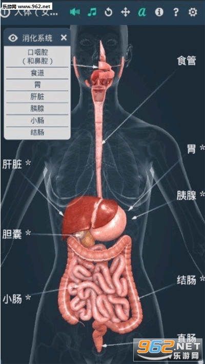 Human body (female)(����ϵͳŮ��3dרҵ���İ�)��ͼ2