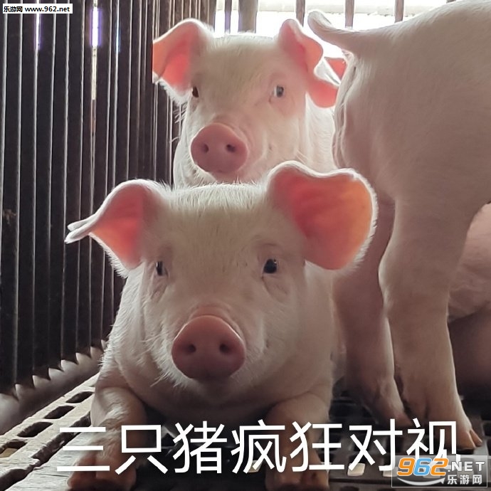 ��ֻ�������ӵ�ͼƬ�����