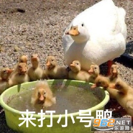 ����С��Ѽ�����