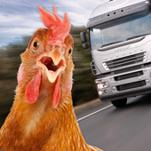 Chicken Challenge 3D(����ģ�������İ�)