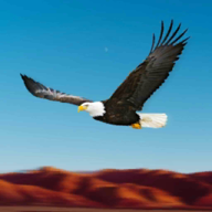 Birds Race Simulator: Eagle Race Game(��ӥ����ģ������Ϸ)