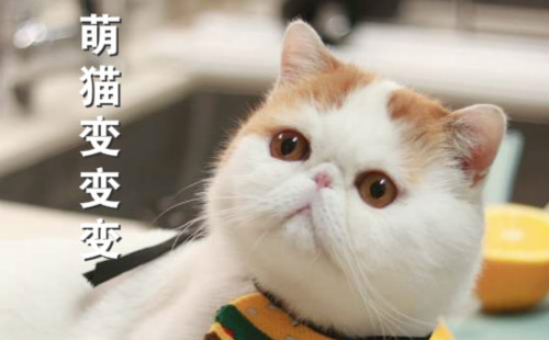 ��è��������_��è������Ϸ׬Ǯ��_������