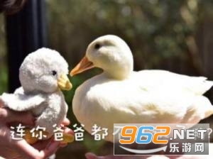 ������е�Ѽ�ӱ��������ͼƬ