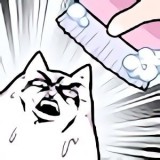 cat no wash����ϴ���è