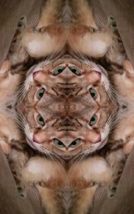 ������Funny Mirrorħ�þ���appv1.16 ���°��ͼ4