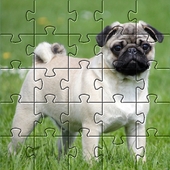 Pugs Jigsaw Puzzle(���͹�ƴͼ�ֻ���Ϸ)