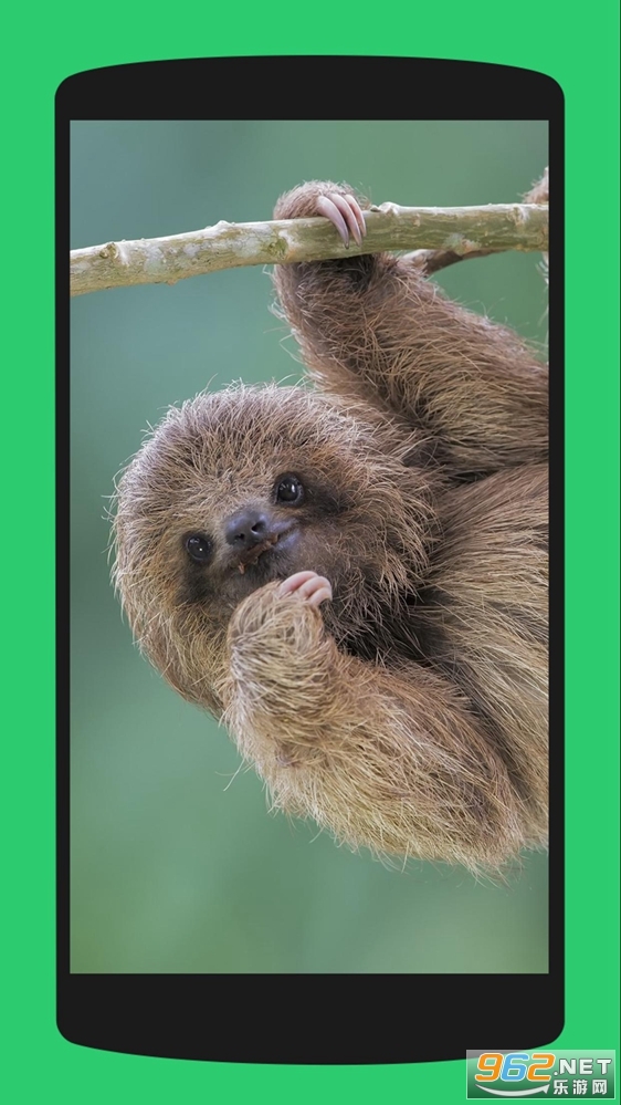 Sloth Wallpaper(�������ֽapp)v1.1 (4K����)��ͼ4