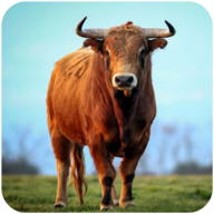 The Bull(����һͷţ������)