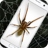 Spiderinphone app(֩�����ֻ���Ц��Ц��iSpider)