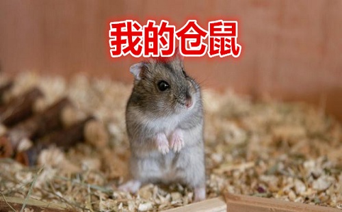 �ҵĲ�����Ϸ_�ҵĲ����������°�_�ֻ���