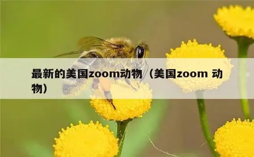 ����zoom������Ϸ�������İ�����_���µ�����zoom����