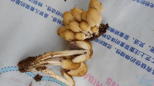 Ģ��ʶ��ɨһɨС����_����_Ģ��ʶ��ɨһɨ�������İ�