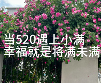 小满恰逢520文案 小满恰逢520文案