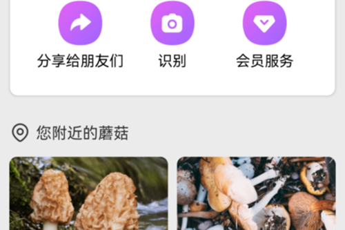 Picture Mushroomרҵ�ƽ��