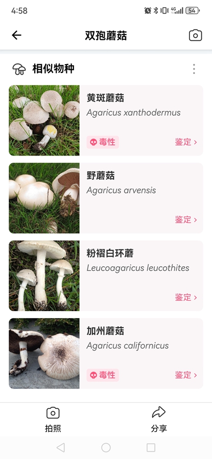 Picture Mushroomרҵ�ƽ��
