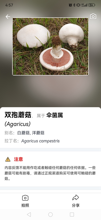 Picture Mushroomרҵ�ƽ��