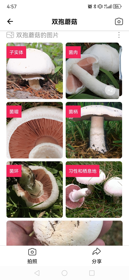 Picture Mushroomרҵ�ƽ���ͼ8