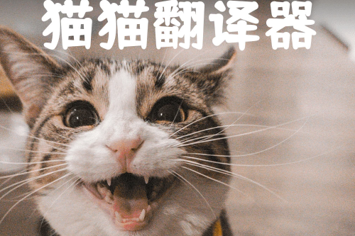 ���ｻ����app